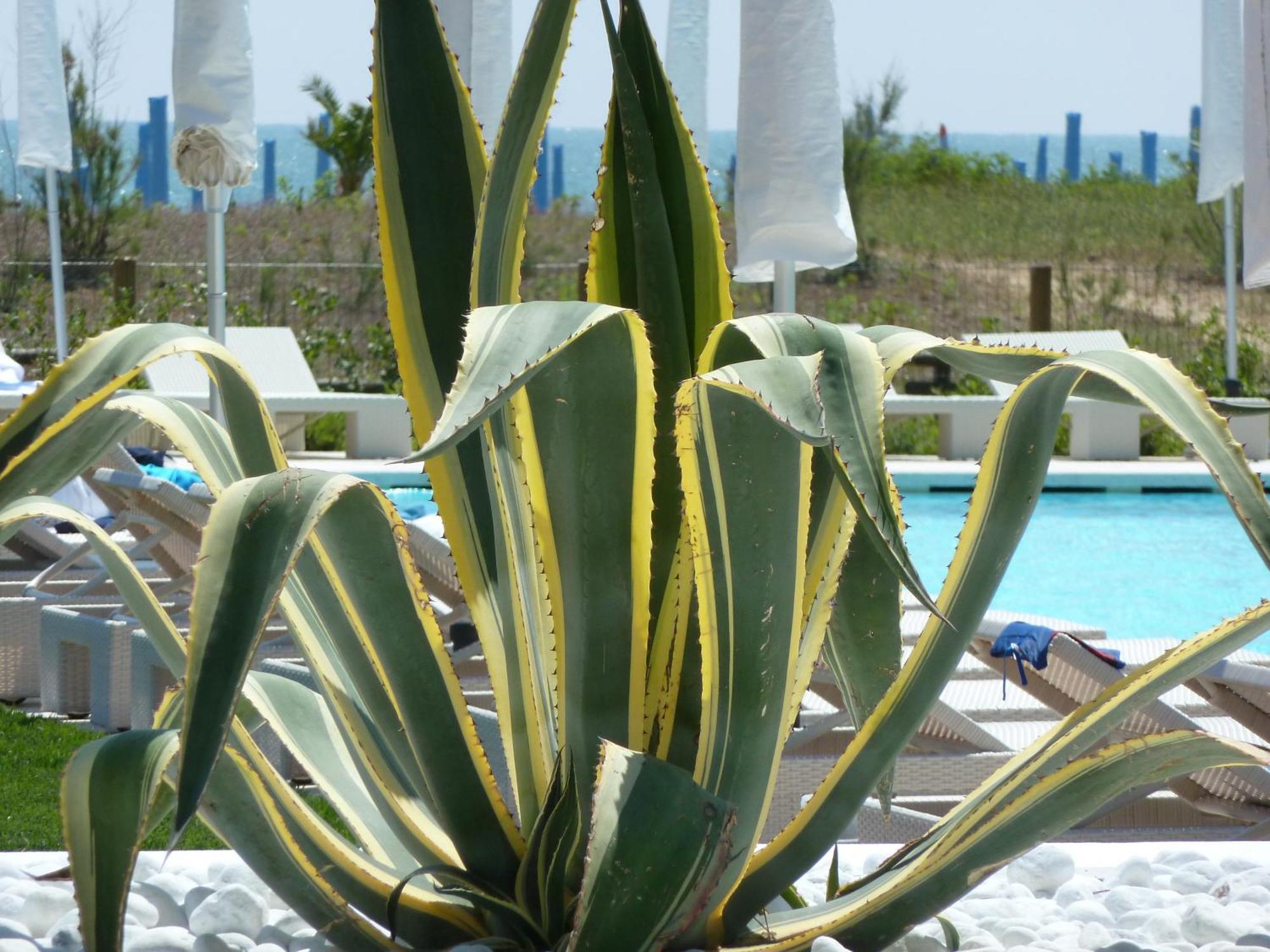 Hotel Mediterraneo Suite&Residence Lido di Jesolo Dış mekan fotoğraf